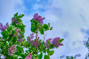 İlkbaharda dalda mor leylak çiçekleri. Bulanık arkaplan, Genel plan