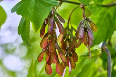 Akçaağaç çınarı ya da akçaağaç çınarı ya da akçaağaç çınar çınarı veya platanolisti lat Acer platanoides Acerle Acerfamily Sapindaceae familyasından bir tür.