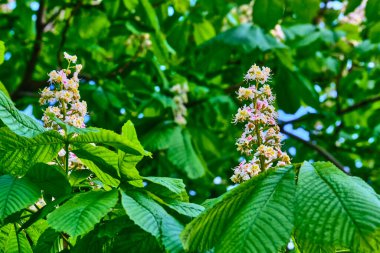 Kestane dalına yakın plan. Beyaz kestane çiçekleri yemyeşil yaprakların arka planında fotoğraflandı.