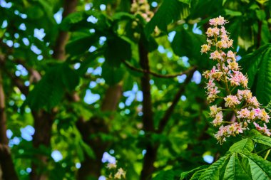 Kestane dalına yakın plan. Beyaz kestane çiçekleri yemyeşil yaprakların arka planında fotoğraflandı.