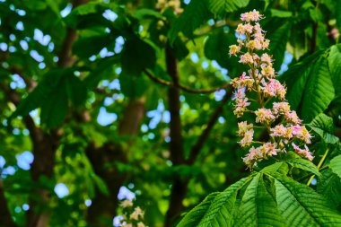 Kestane dalına yakın plan. Beyaz kestane çiçekleri yemyeşil yaprakların arka planında fotoğraflandı.