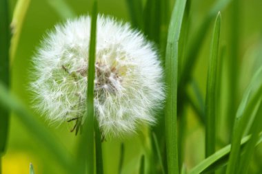 Yeşil çimlerde pofuduk karahindiba, yakın plan.