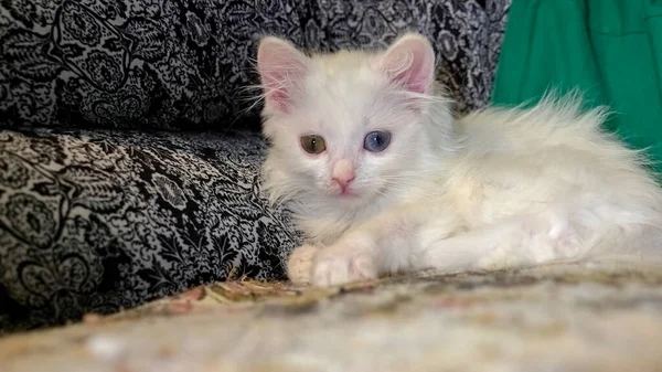 White Kitten Lying Her Lap — Stock Photo, Image