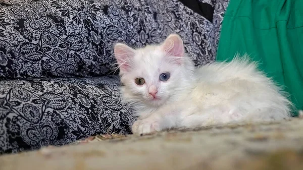 Chaton Blanc Est Allongé Sur Ses Genoux — Photo