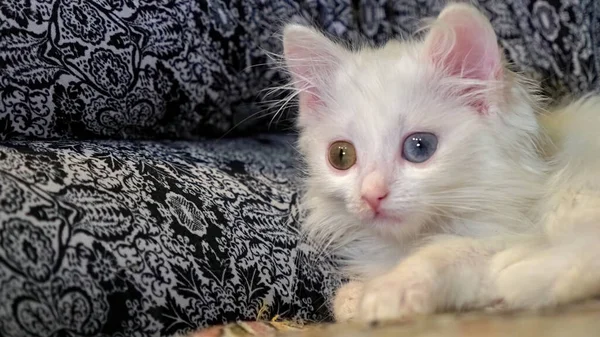 Gattino Bianco Sdraiato Sulle Sue Ginocchia — Foto Stock