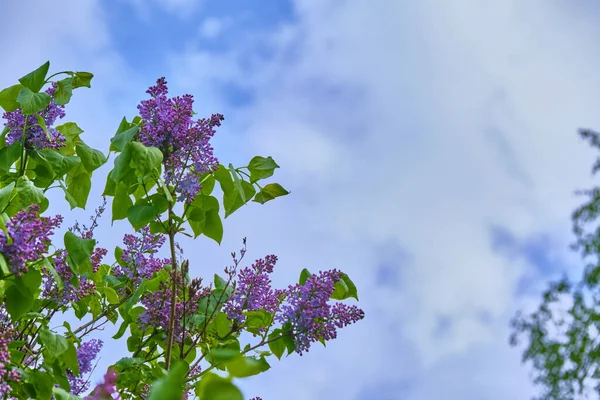 紫丁香花在枝条上绽放 背景模糊 总计划 — 图库照片