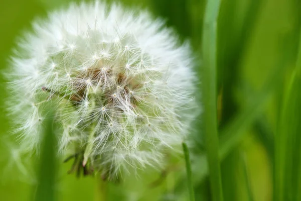 緑の草の中のふわふわのタンポポをクローズアップして — ストック写真