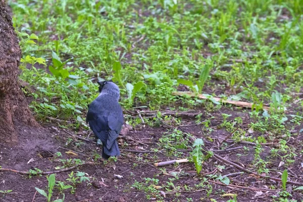 City Jackdaw Stapt Voet Een Stuk Brood Liggend Grond — Stockfoto