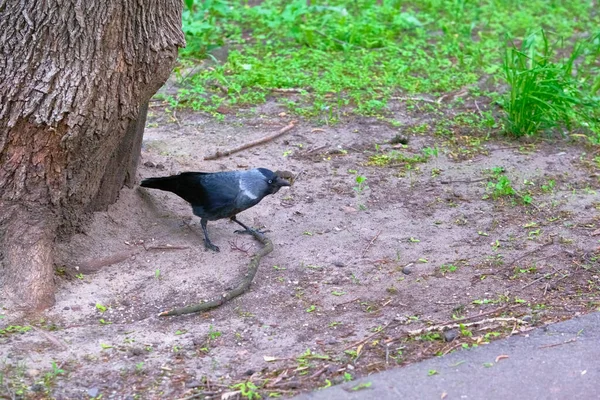 City Jackdaw Stapt Voet Een Stuk Brood Liggend Grond — Stockfoto