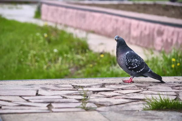 Голуб Ятник Міським Птахам — стокове фото