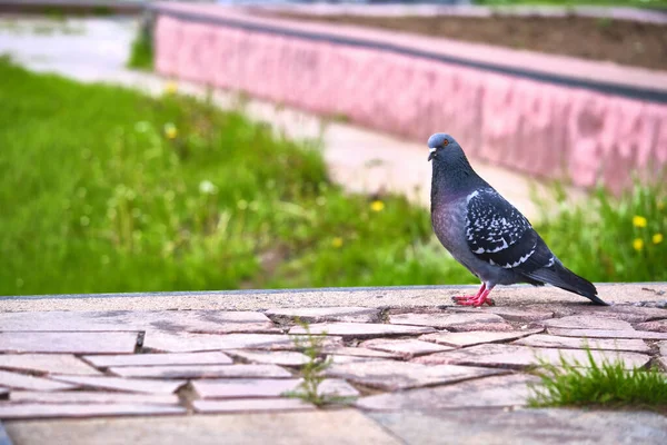 Colomba Piccione Nelle Strade Della Città Uccelli Urbani — Foto Stock