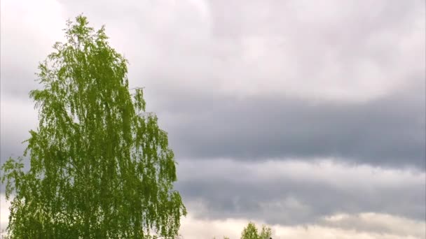 时间流逝的云彩笼罩在草地和树木之上 — 图库视频影像