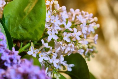Siyah arka planda leylak çiçekleri makro