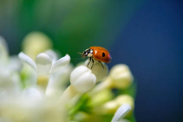 Joaninha Sentada Uma Bela Flor Lilás Fundo Luz Baixa Vaca — Fotografia de Stock