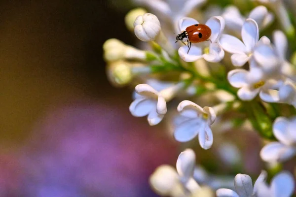 Coccinelle Assise Sur Une Belle Fleur Lilas Arrière Plan Faible — Photo