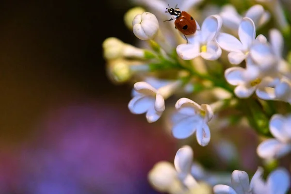 Coccinelle Assise Sur Une Belle Fleur Lilas Arrière Plan Faible — Photo