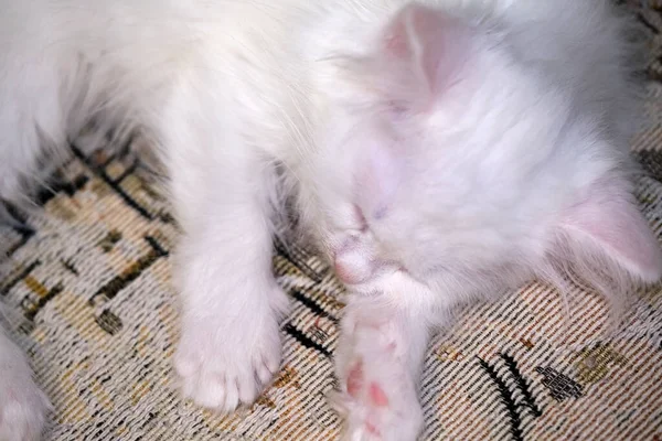 Bílé Kotě Spí Zblízka Barva — Stock fotografie