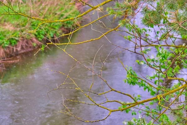 Waldbach Fließt Übergeordneter Plan — Stockfoto