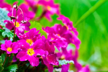 Mor çiçekli Primula çiçekleri.