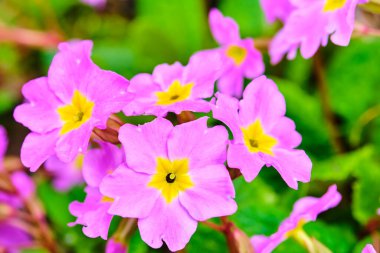 Mor çiçekli Primula çiçekleri.