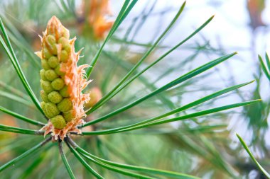 Genç tümsek ladin dalında büyüyor.