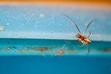 Örümcek bir web makrosu üzerinde baş aşağı asılı duruyor