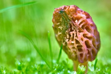 Morel Mantarı Çimenli Toprakta Büyüyor.