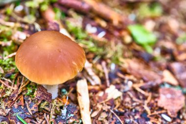 Ormanda yetişen yabani mantar. Doğal.