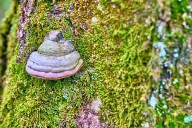 Sarı sonbahar yeşilliklerinin arka planında bir ağacın gövdesindeki mantar Inonotus oblikus. Yakın plan. Bokeh arkaplanı