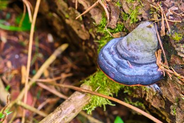 Sarı sonbahar yeşilliklerinin arka planında bir ağacın gövdesindeki mantar Inonotus oblikus. Yakın plan. Bokeh arkaplanı