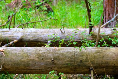 Taygada düşen kuru bir ağaç, kurak mevsimde yangın tehlikesinin artmasına neden olur. Gövdesine yakın olan ve ormanda iğne olmayan bir çam ağacının dalları.