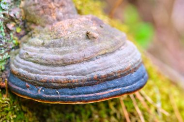 Sarı sonbahar yeşilliklerinin arka planında bir ağacın gövdesindeki mantar Inonotus oblikus. Yakın plan. Bokeh arkaplanı