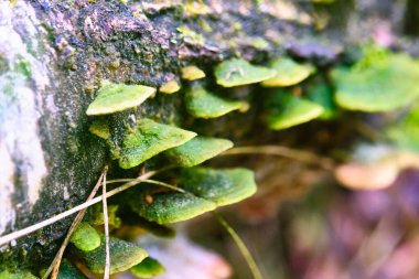 Devrilmiş bir ağacın gövdesinde yetişen vahşi mantar. Bütün yabani mantarlar yenmez, ayrıca zehirli mantarlar da vardır. Ormanda mantar ya da mantar.