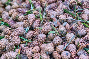 Ağaç tümsekleri yerde yatıyor.