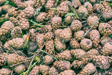 Ağaç tümsekleri yerde yatıyor.