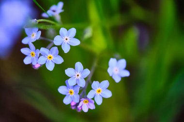Yeşil çimlerde kır çiçekleri, bulanık arka plan. Yukarıdan görüntüle