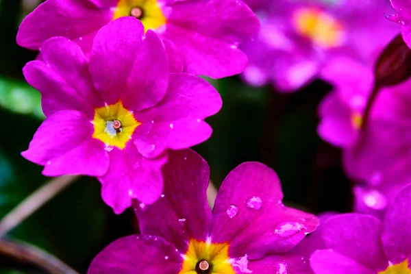 Blooms Primula Purple Flowers Closeup — Stock Photo, Image