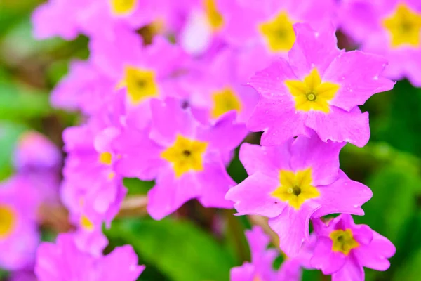 Bloemen Van Primula Met Paarse Bloemen Closeup — Stockfoto