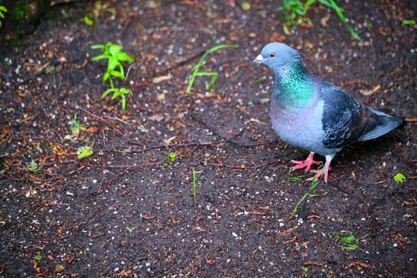 Duif Een Grond Trottoir Een Stad Duif Staande Duif Duif — Stockfoto