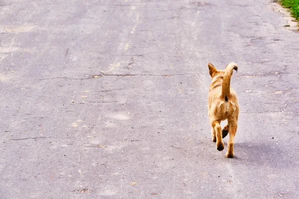 Собака Бежит Вниз Дороге — стоковое фото