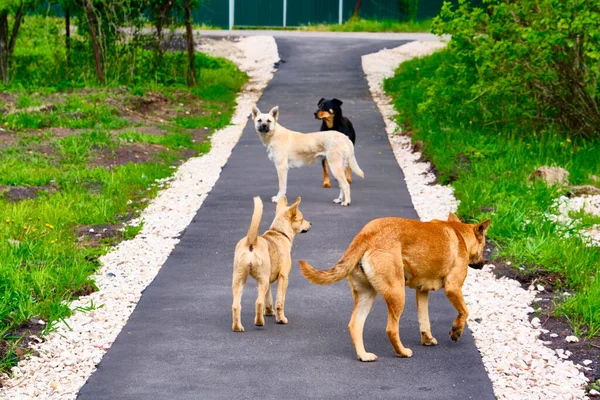 Chiens Errants Sur Plan Général Route — Photo