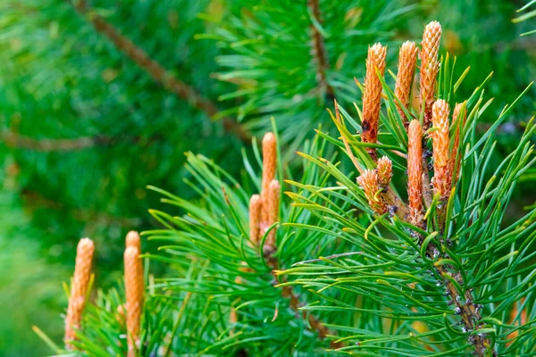 Young Bump Grows Branch Spruce — Stock Photo, Image