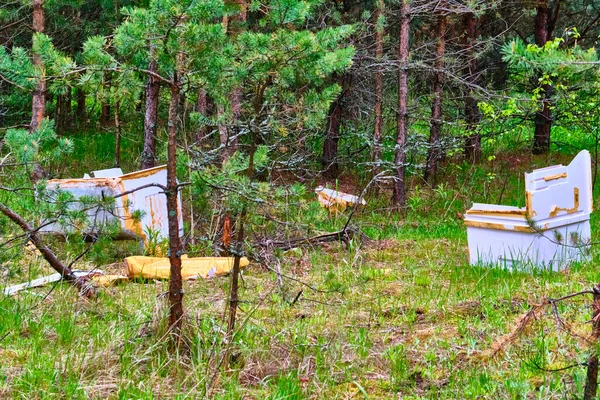 Skingrat Skräp Skogen — Stockfoto