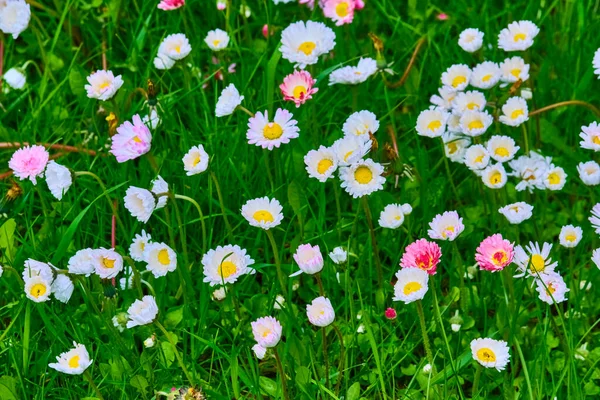 Wildflowers Green Grass Blurred Background View — Stock Photo, Image