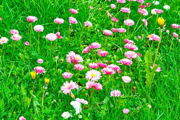 Wildblumen Auf Grünem Gras Verschwommener Hintergrund Blick Von Oben — Stockfoto
