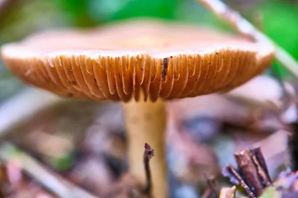 Funghi Selvatici Che Crescono Nella Foresta Naturale — Foto Stock