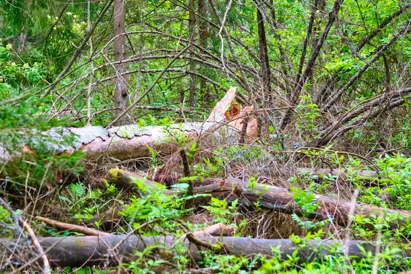 Ein Umgestürzter Trockener Baum Der Taiga Stellt Während Der Trockenzeit — Stockfoto