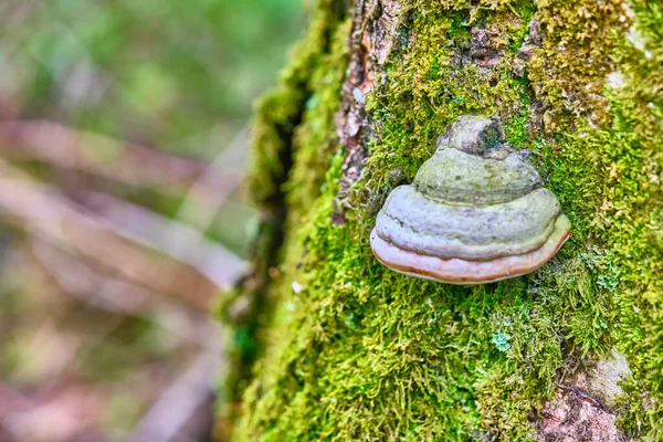 Sarı sonbahar yeşilliklerinin arka planında bir ağacın gövdesindeki mantar Inonotus oblikus. Yakın plan. Bokeh arkaplanı