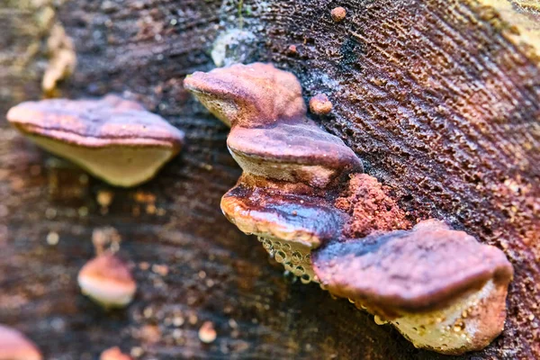 Chaga Pilz Inonotus Obliquus Auf Dem Stamm Eines Baumes Vor — Stockfoto