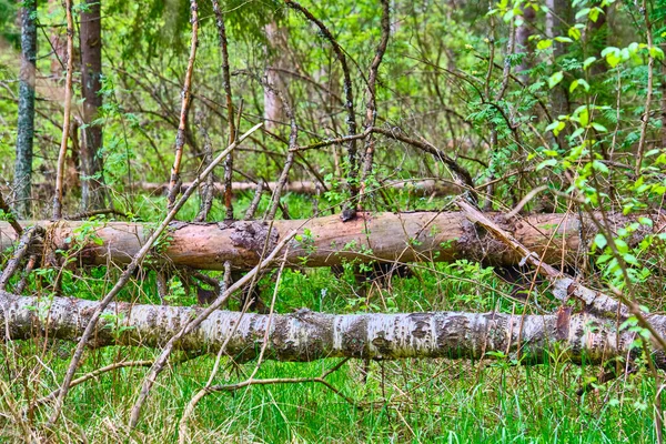 A fallen dry tree in the taiga is a source of increased fire danger during the dry season. Close-up of the trunk and branches of a fallen pine tree without needles in the forest